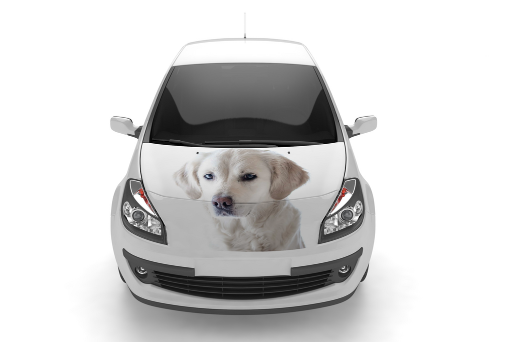 Dogs