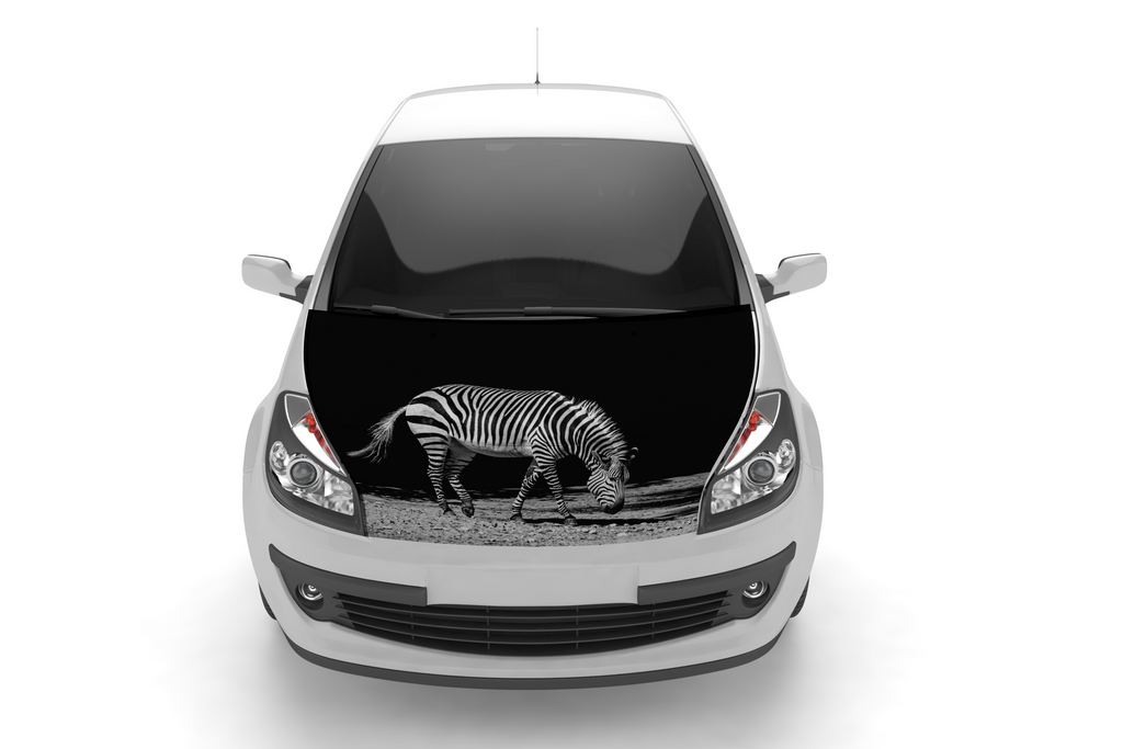 Zebra 2