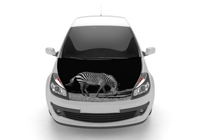 Zebra 2